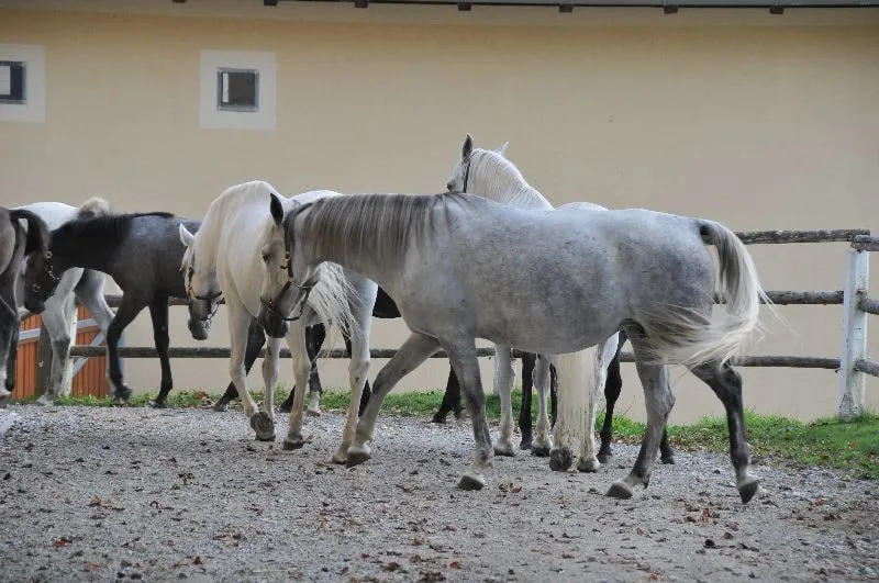 Piberbesuch mit PI Triest – Bild 18